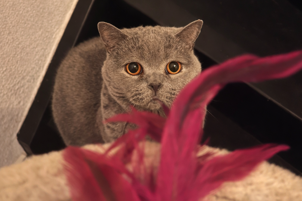 British shorthair cat ready to attack  feather toy